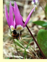   (Erythronium sibiricum Kryl)